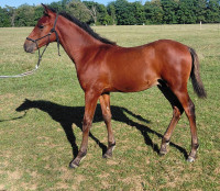 Vente de cheval : PHINAL DU BRAME